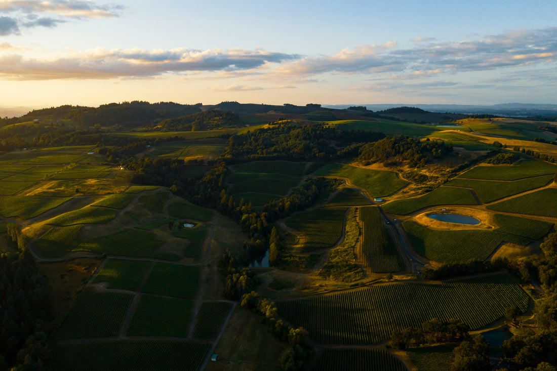 Great Wines of Languedoc-Roussillon: Treasures from the Altitude Plateaus